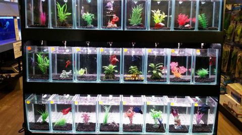 Tropical Marine Centre - South Australia Travel 2