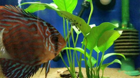 Tropical Marine Centre - South Australia Travel 4