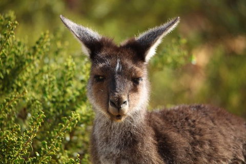 Pinnacles Sunset Dinner And Wildlife Experience A Small Group Tour - South Australia Travel 6