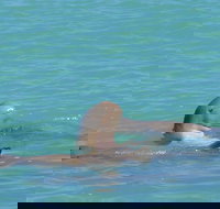 Snubfin Dolphin Eco Cruise from Broome - South Australia Travel