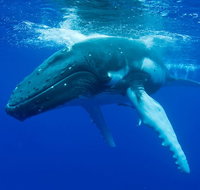 Dunsborough Whale Watching Eco Tour - South Australia Travel