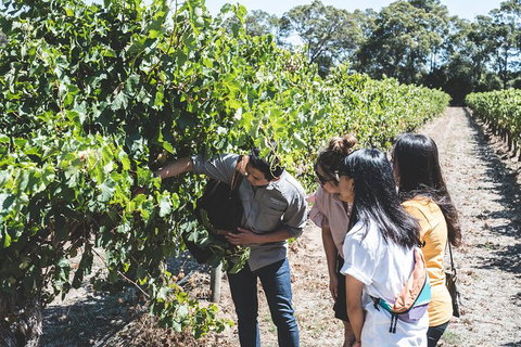 Voyager Estate: Private Winery Tasting Tour In Margaret River With Lunch - South Australia Travel 2