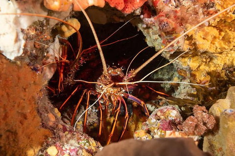 Discover Local Scuba Diving In Perth - South Australia Travel 1