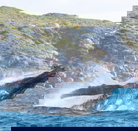 Jet Boat Whale Watching Safari from Dunsborough - South Australia Travel