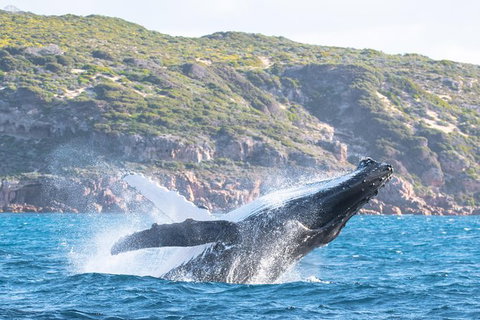 Jet Boat Whale Watching Safari From Dunsborough - South Australia Travel 0