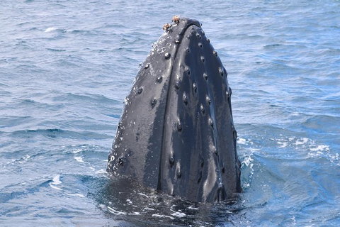 Jet Boat Whale Watching Safari From Dunsborough - South Australia Travel 1