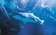 AQWA The Aquarium Of Western Australia: General Admission - thumb 9