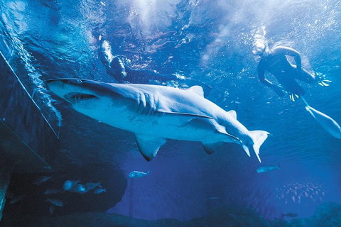 AQWA The Aquarium Of Western Australia: General Admission - South Australia Travel 9
