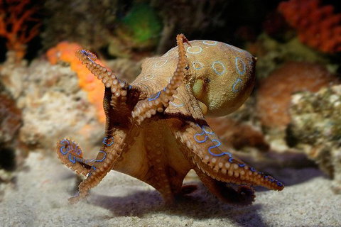 AQWA The Aquarium Of Western Australia: General Admission - South Australia Travel 15