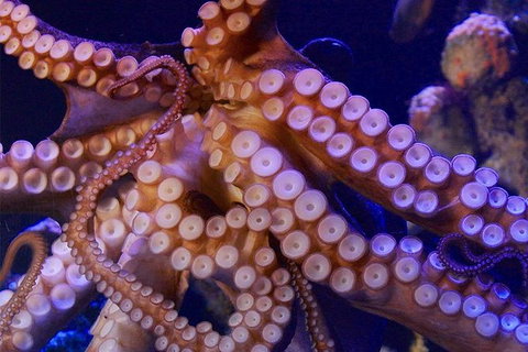 AQWA The Aquarium Of Western Australia: General Admission - South Australia Travel 8