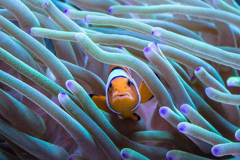 AQWA The Aquarium Of Western Australia: General Admission - South Australia Travel 4