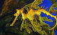 AQWA The Aquarium Of Western Australia: General Admission - thumb 13
