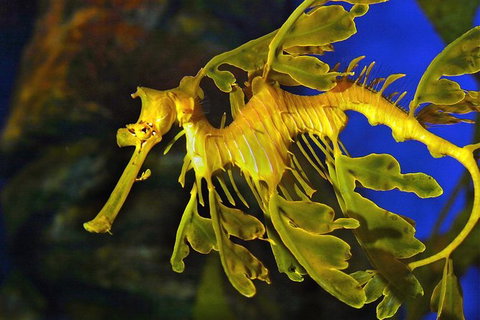 AQWA The Aquarium Of Western Australia: General Admission - South Australia Travel 13