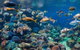 AQWA The Aquarium Of Western Australia: General Admission - thumb 10