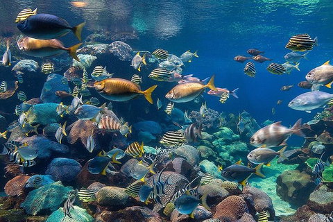 AQWA The Aquarium Of Western Australia: General Admission - South Australia Travel 10