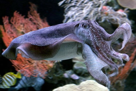 AQWA The Aquarium Of Western Australia: General Admission - South Australia Travel 16