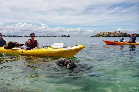 Seal Island And Penguin Island Or Point Peron Sea Kayak Tour - South Australia Travel 1