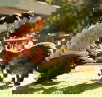 Very Best of Perth Tour - Wildlife Park  City Highlights Tour - South Australia Travel