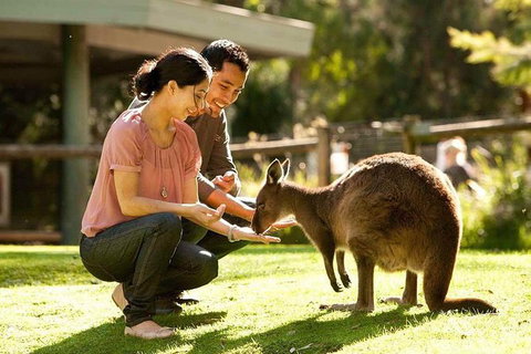 Very Best Of Perth Tour - Wildlife Park & City Highlights Tour - South Australia Travel 0
