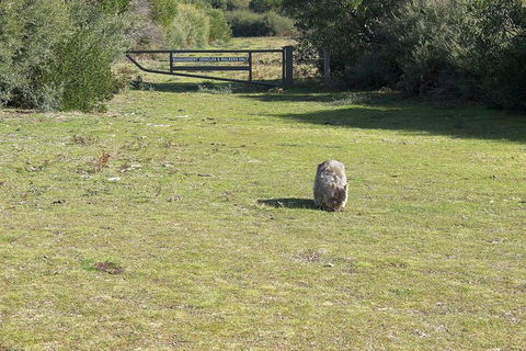 Wilsons Promontory Walking And Sightseeing Tour From Phillip Island - South Australia Travel 9