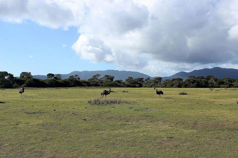 Wilsons Promontory Walking And Sightseeing Tour From Phillip Island - South Australia Travel 8