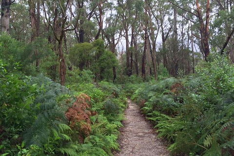 Wilsons Promontory Walking And Sightseeing Tour From Phillip Island - South Australia Travel 6
