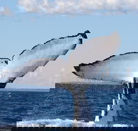 Phillip Island Whale Watching Tour - South Australia Travel