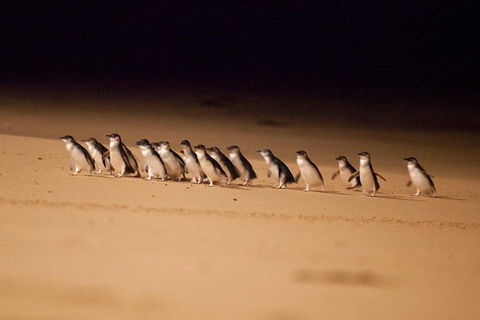 Melbourne Attractions Pass Including Melbourne Zoo, Hop-on Hop-off Bus And SEA LIFE Aquarium - South Australia Travel 9