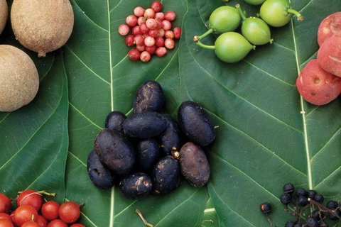 AUSTRALIAN NATIVE FOOD TOUR From Melbourne - South Australia Travel 0