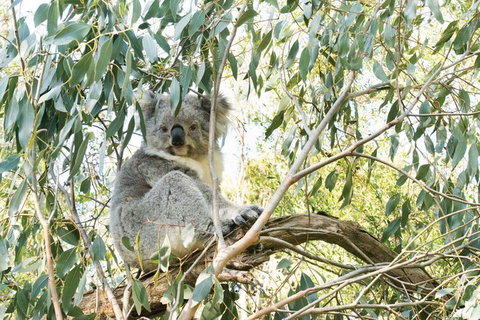 Ultimate Reverse Direction - 12 Apostles, Great Ocean Road - Small Group Tour - South Australia Travel 7