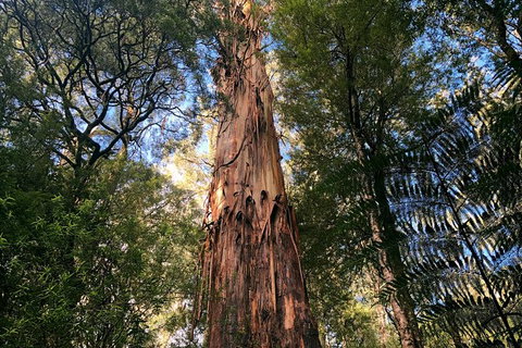 Ultimate Reverse Direction - 12 Apostles, Great Ocean Road - Small Group Tour - South Australia Travel 3