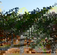 Wine Tasting Tour in The Yarra Valley - South Australia Travel