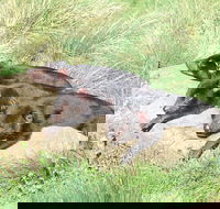 Day Keeper Tour - South Australia Travel