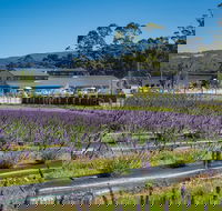 Private Tasman Peninsula Cruise Ship Tour from Port Arthur - South Australia Travel