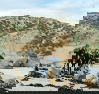 Small-Group Kangaroo Island 4WD Tour from Adelaide - South Australia Travel