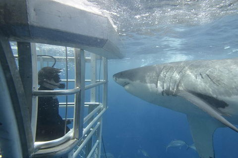 White Shark Tour With Optional Cage Dive From Port Lincoln - South Australia Travel 1