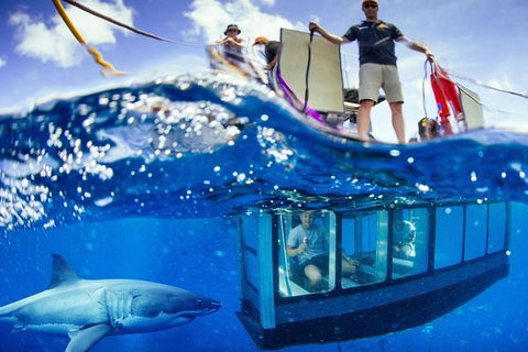 White Shark Tour With Optional Cage Dive From Port Lincoln - South Australia Travel 0