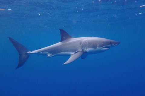 White Shark Tour With Optional Cage Dive From Port Lincoln - South Australia Travel 5