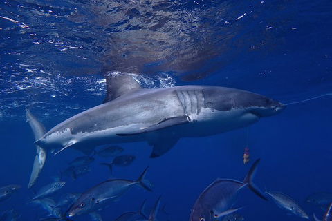 White Shark Tour With Optional Cage Dive From Port Lincoln - South Australia Travel 6