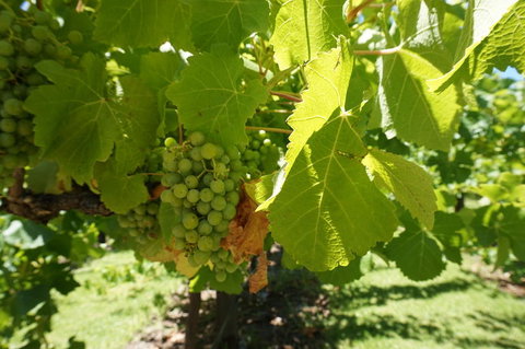 Barossa Valley With Hahndorf Tour From Adelaide - South Australia Travel 4