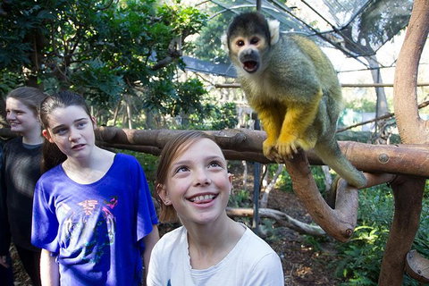 Adelaide Zoo Behind The Scenes Experience: Squirrel Monkey Feeding - South Australia Travel 1
