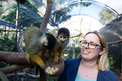 Adelaide Zoo Behind The Scenes Experience: Squirrel Monkey Feeding - South Australia Travel 0