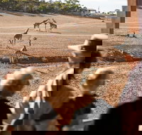 Monarto Safari Park General Admission Ticket - South Australia Travel