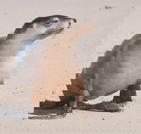 2-Day Kangaroo Island 4WD Small-Group Tour from Adelaide - South Australia Travel