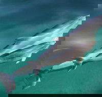 Dolphin Cruise from Adelaide with Optional Dolphin Swim - South Australia Travel