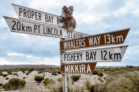 Private Port Lincoln Day Tour: Tasting Eyre - South Australia Travel 0