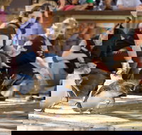 Adelaide Zoo Behind the Scenes Experience Penguins in Person - South Australia Travel