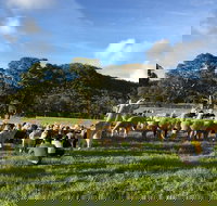 Alpaca Farm 2 hour Tour - South Australia Travel