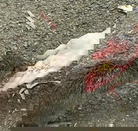 Food Tours Australia Cleland Wildlife Tour - South Australia Travel