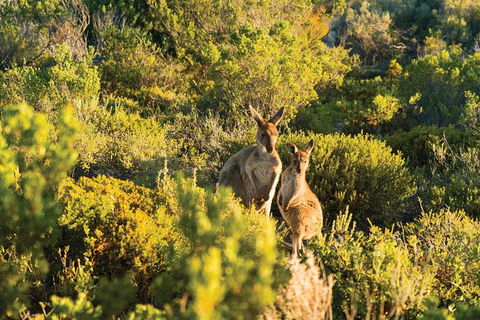 Coffin Bay Day Tour - A Taste Of Coffin Bay - South Australia Travel 11